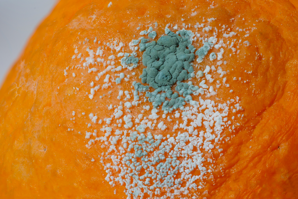 blue penicillium growing on an orange skin