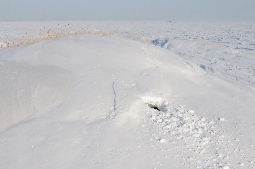 Polar bear den in Prudhoe Bay, Alaska (2009), demonstrating why they aren't easy to find. It's a small hole in white snow against a backdrop of more snow.