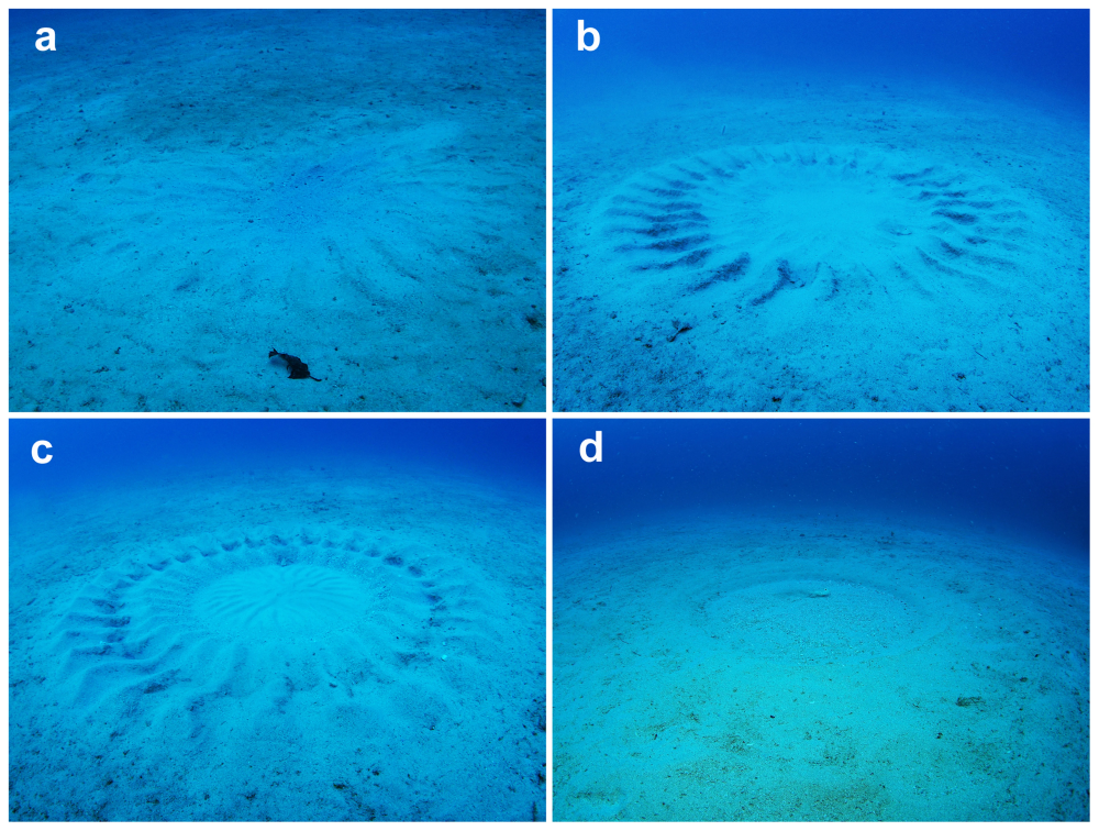 the creation of a pufferfish nest