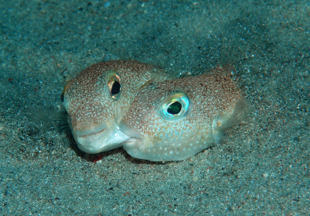 New species of pufferfish, Torquigener albomaculosus: A male (right) biting on the left cheek of a female while they were spawning.