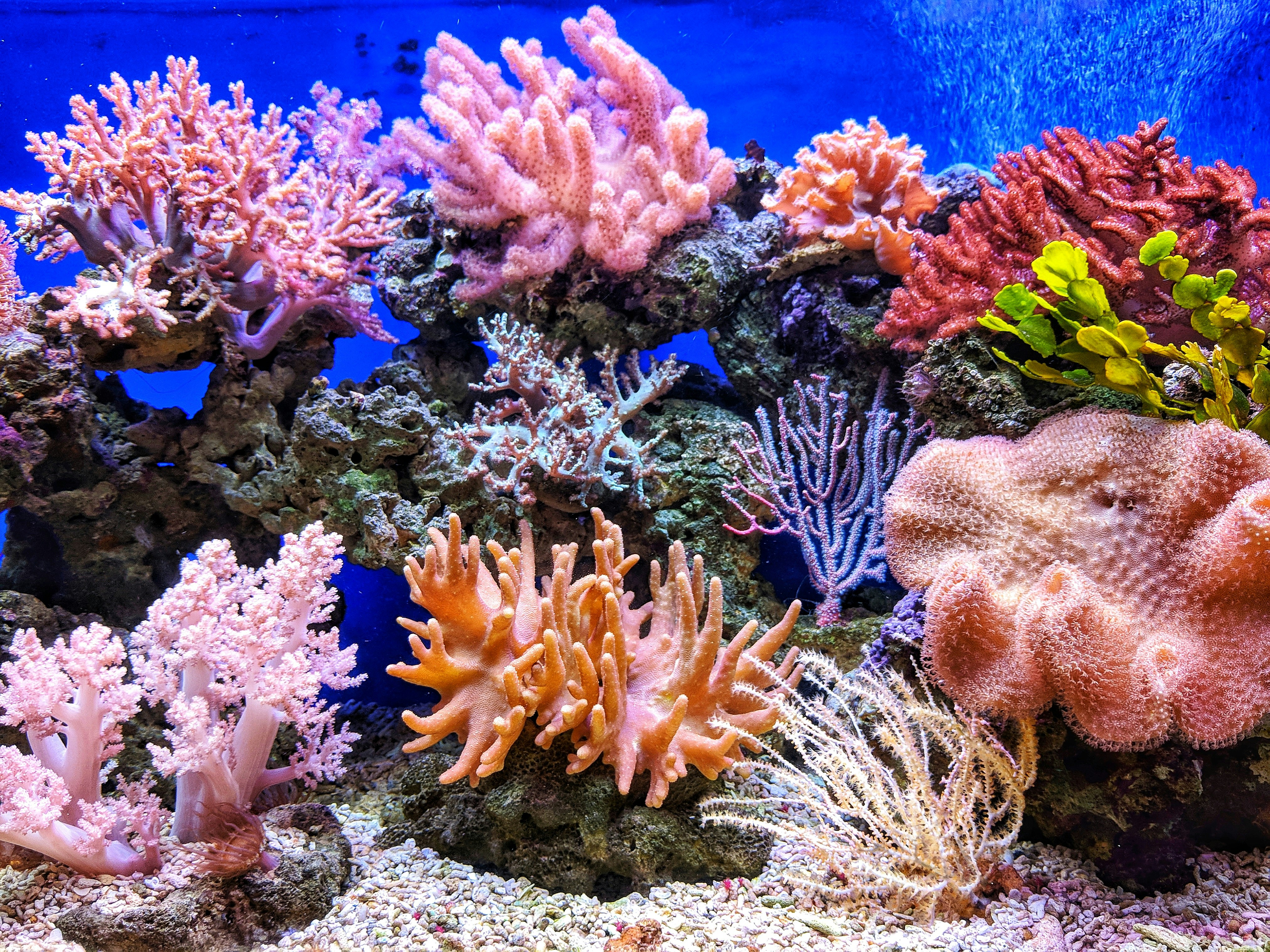 Coral reef