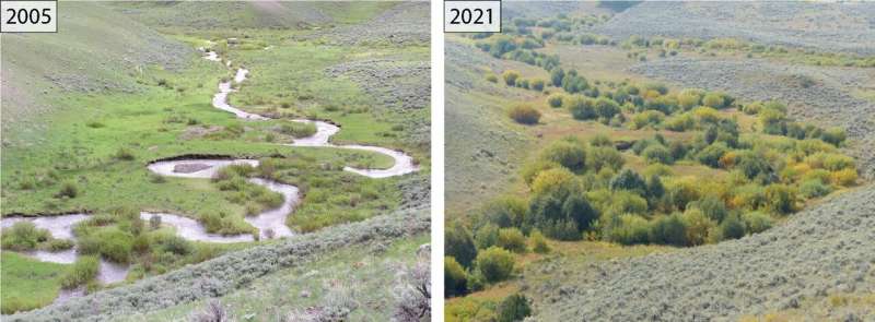 Two photos of the same streamside bend side-by-side. The first photo was taken in 2005 and shows the stream meandering in tight loops. The surrounding area is covered in grass and some small vegetation growth In contrast, the photo on the right, taken in 2021 shows a lush environment where the willow trees have grown to such an extent that the stream itself is not even visible. 