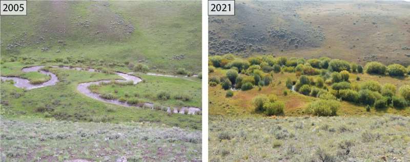 Another two photos contrasting the vegetation growth around the stream. On the left, the photo taken in 2005 shows the meandering stream with little surrounding growth, but the photo to the right, taken in 2021, has thick willow trees all around it. 