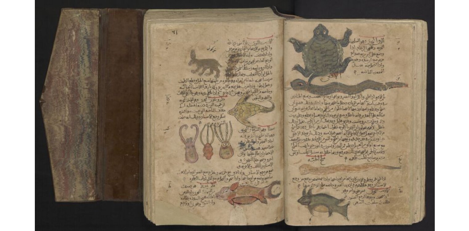 Three cuttlefish and other marine and terrestrial animals. From an Arabic manuscript of Dioscurides' Book of Herbs.