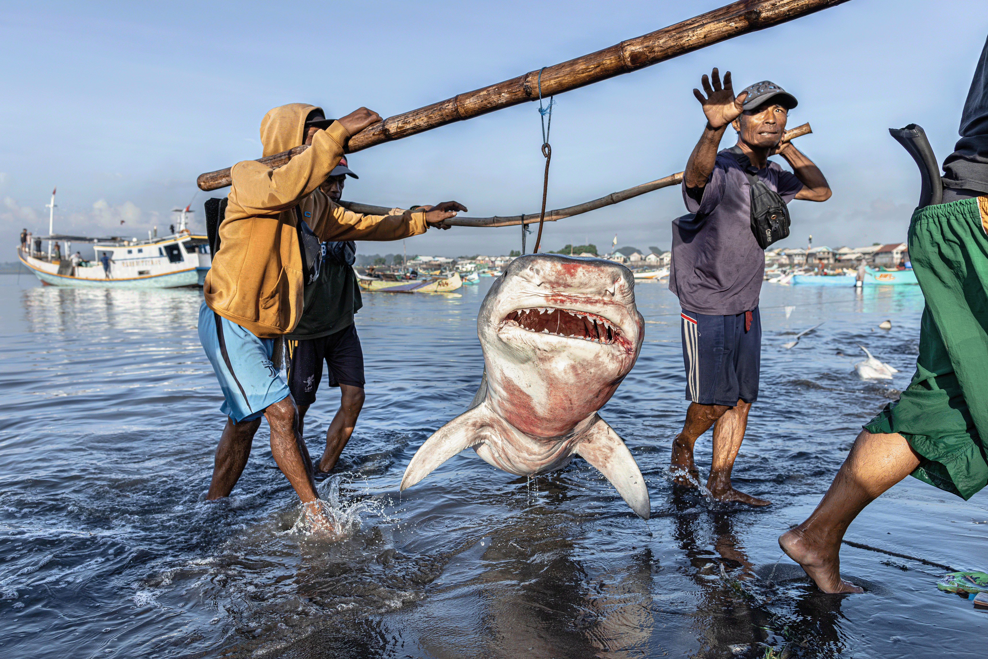 A tiger shark is carried from the water by three people. Blood is visable on the body of the shark as well as the teeth. One of the people carrying the shark has his hand out to stop the photo.