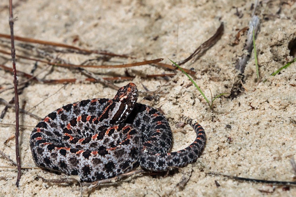 Dusky Pygmy Rattlesnake (Sistrurus miliarius barbouri)