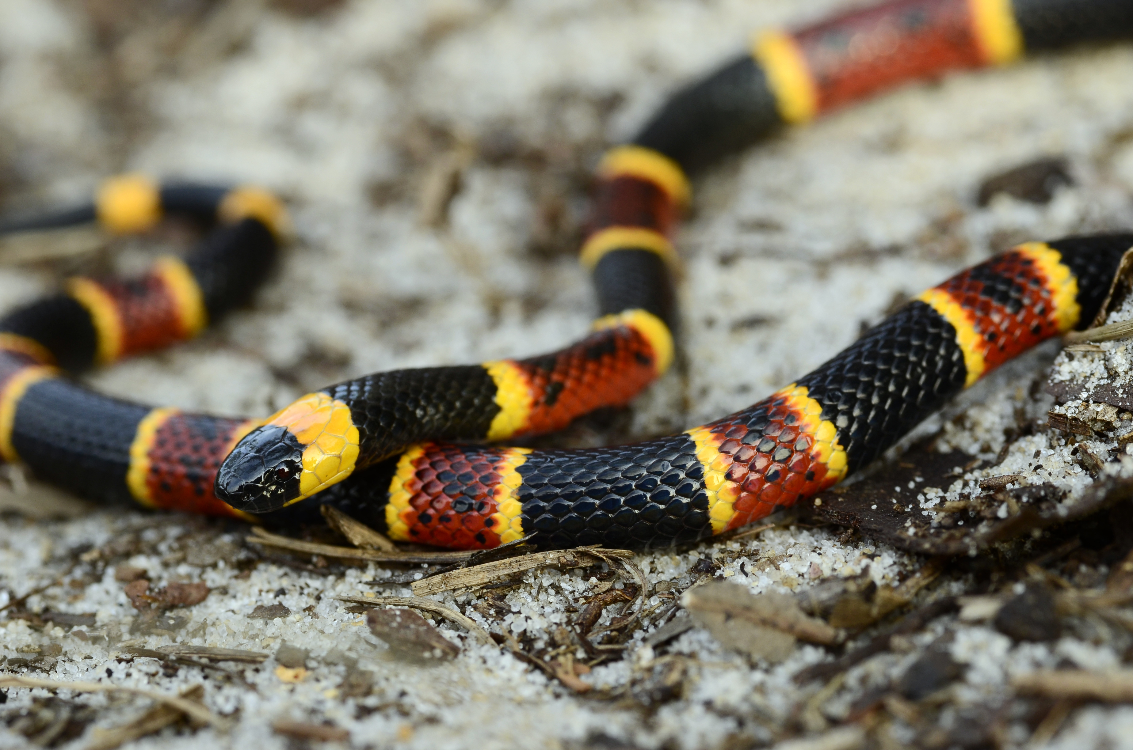 Eastern Coral Snake (Micrurus fulvius fulvius)