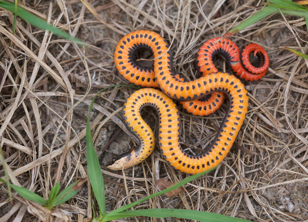 Southern Ringneck Snake (Diadophis punctatus punctatus)