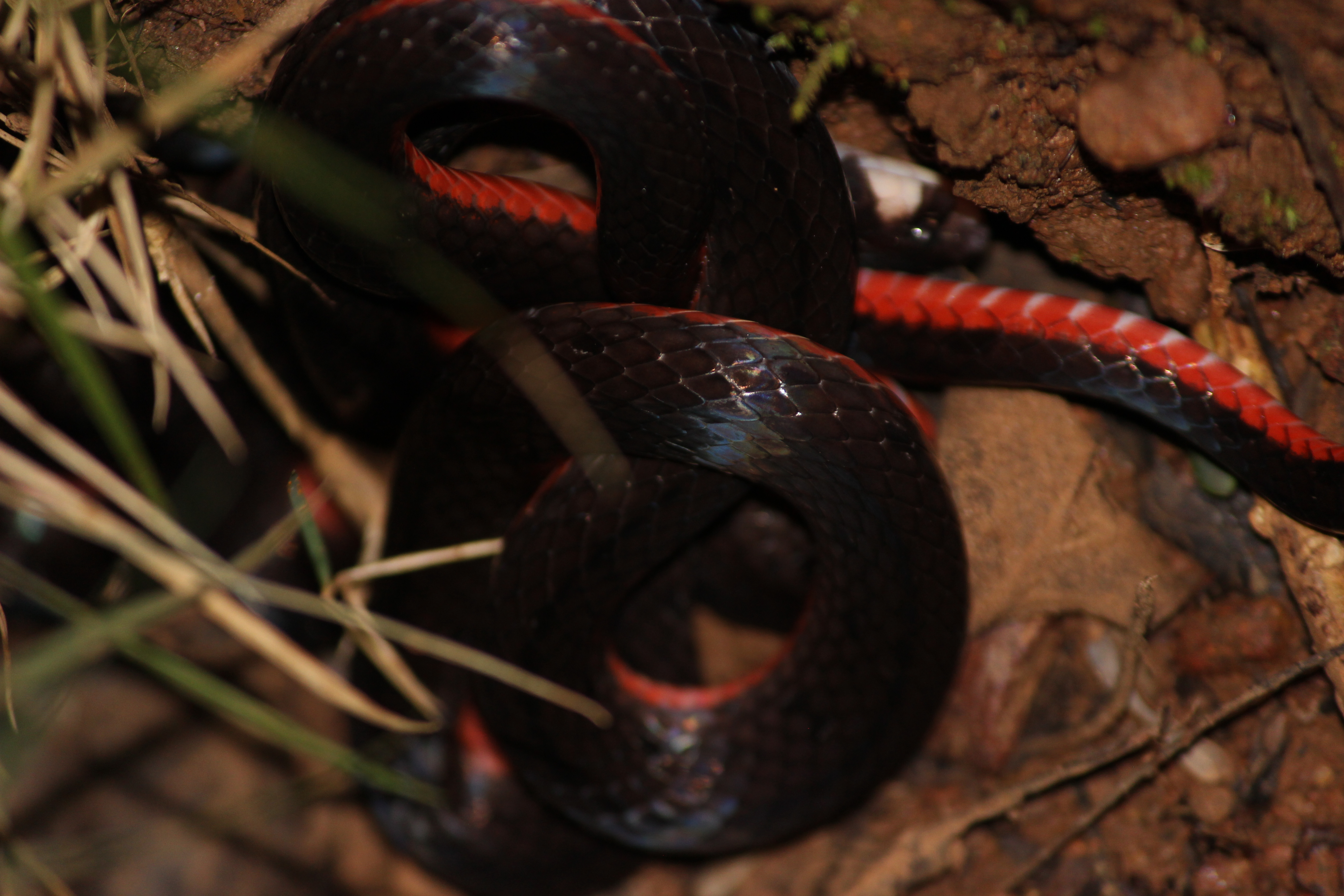 South Florida Swamp Snake (Seminatrix pygaea cyclas)