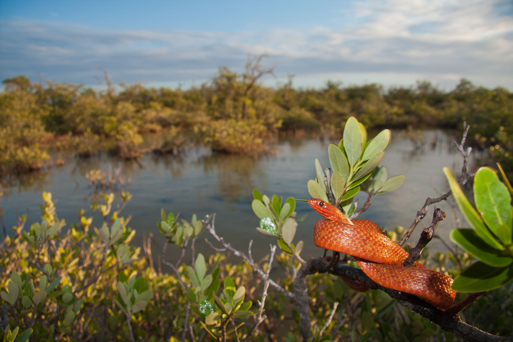 Mangrove salt marsh snake (Nerodia clarkii compressicauda)