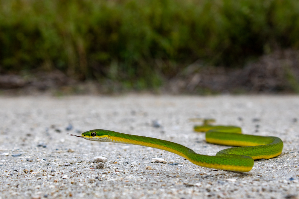 Rough Green Snake (Opheodrys aestivus)