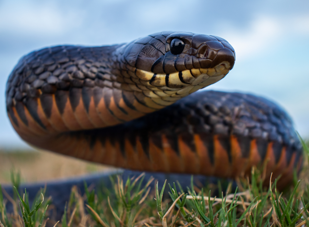 Eastern Indigo Snake (Drymarchon corais couperi)