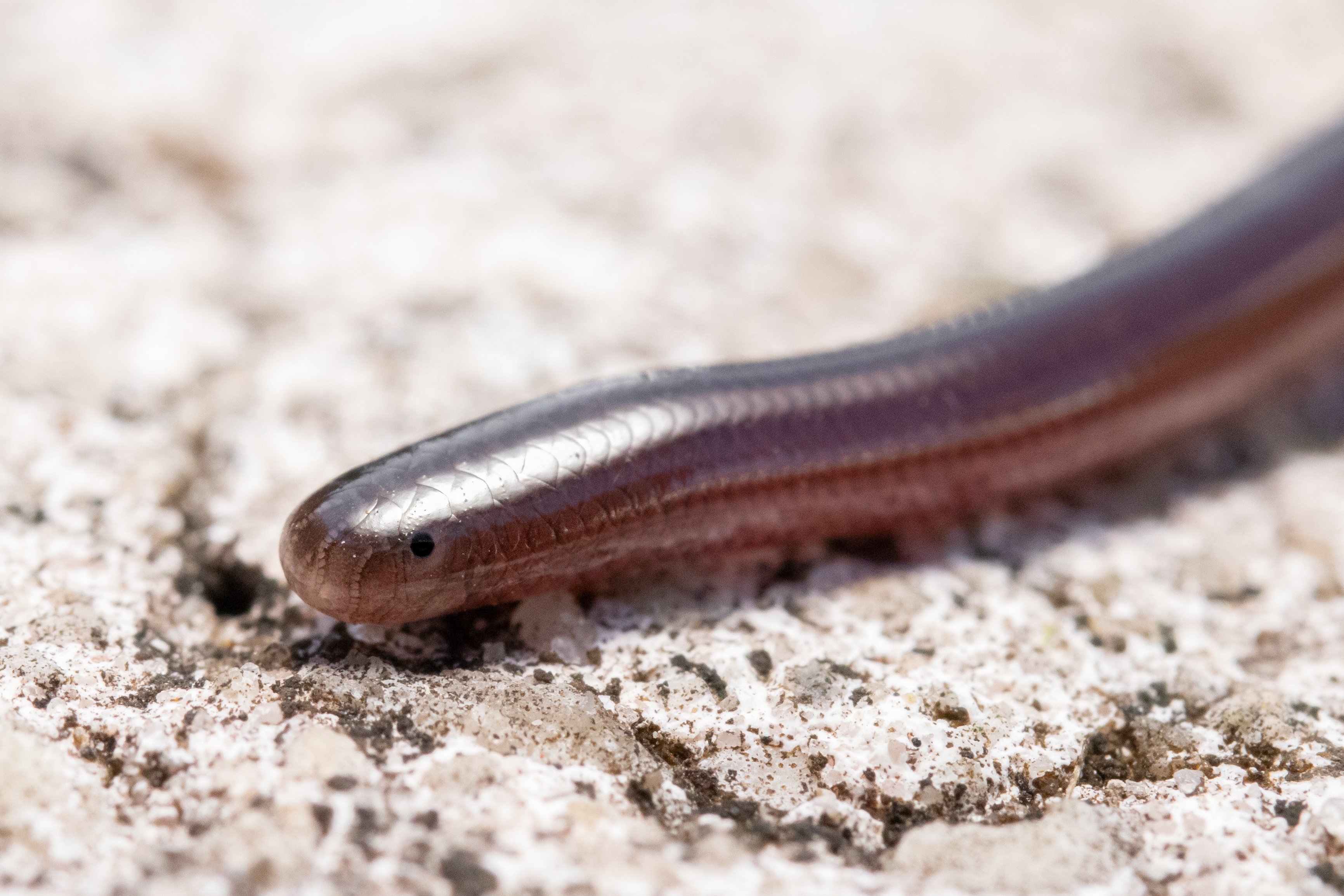 Brahminy blind snake (Ramphotyphlops braminus)