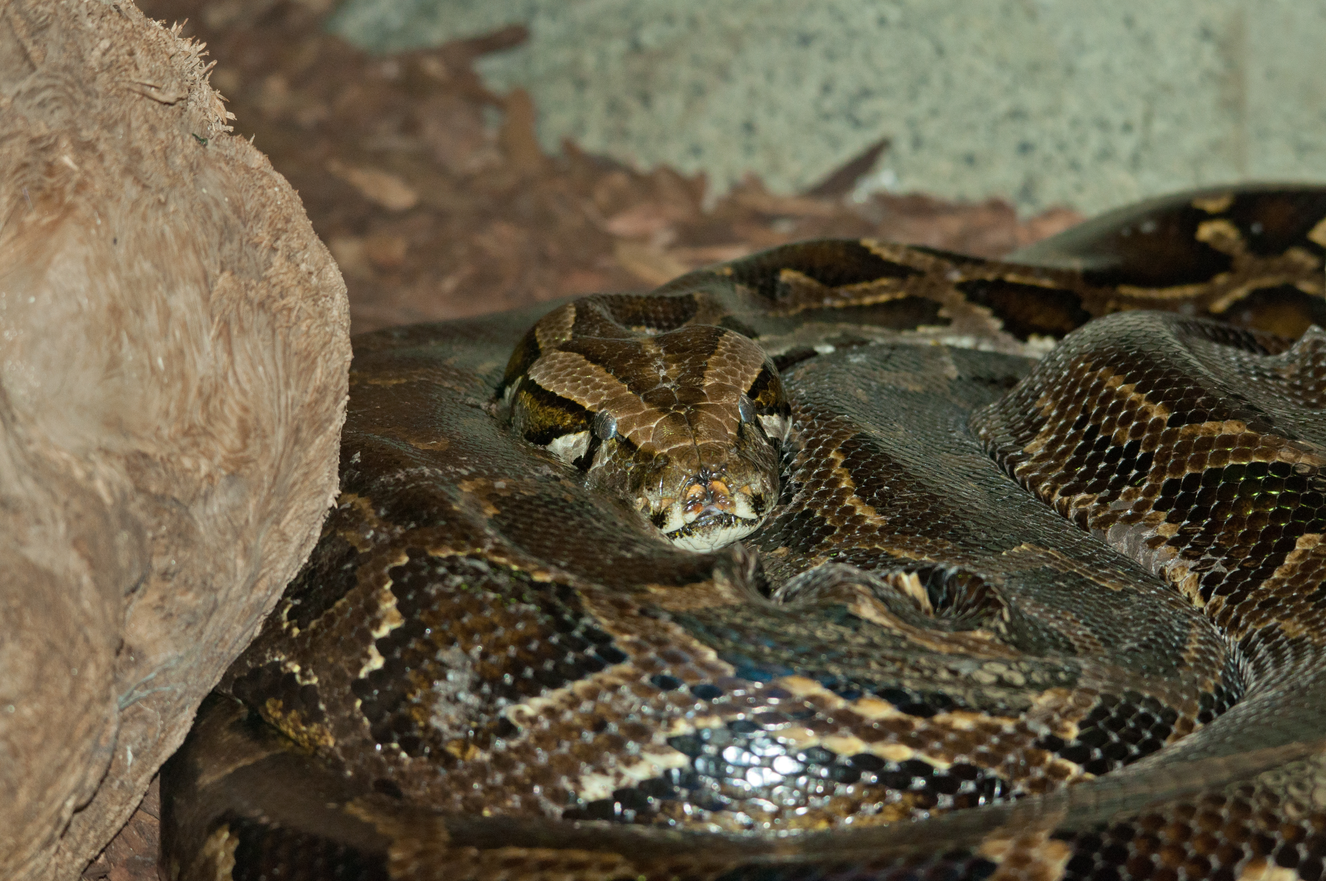 Boa constrictor (boa constrictor)