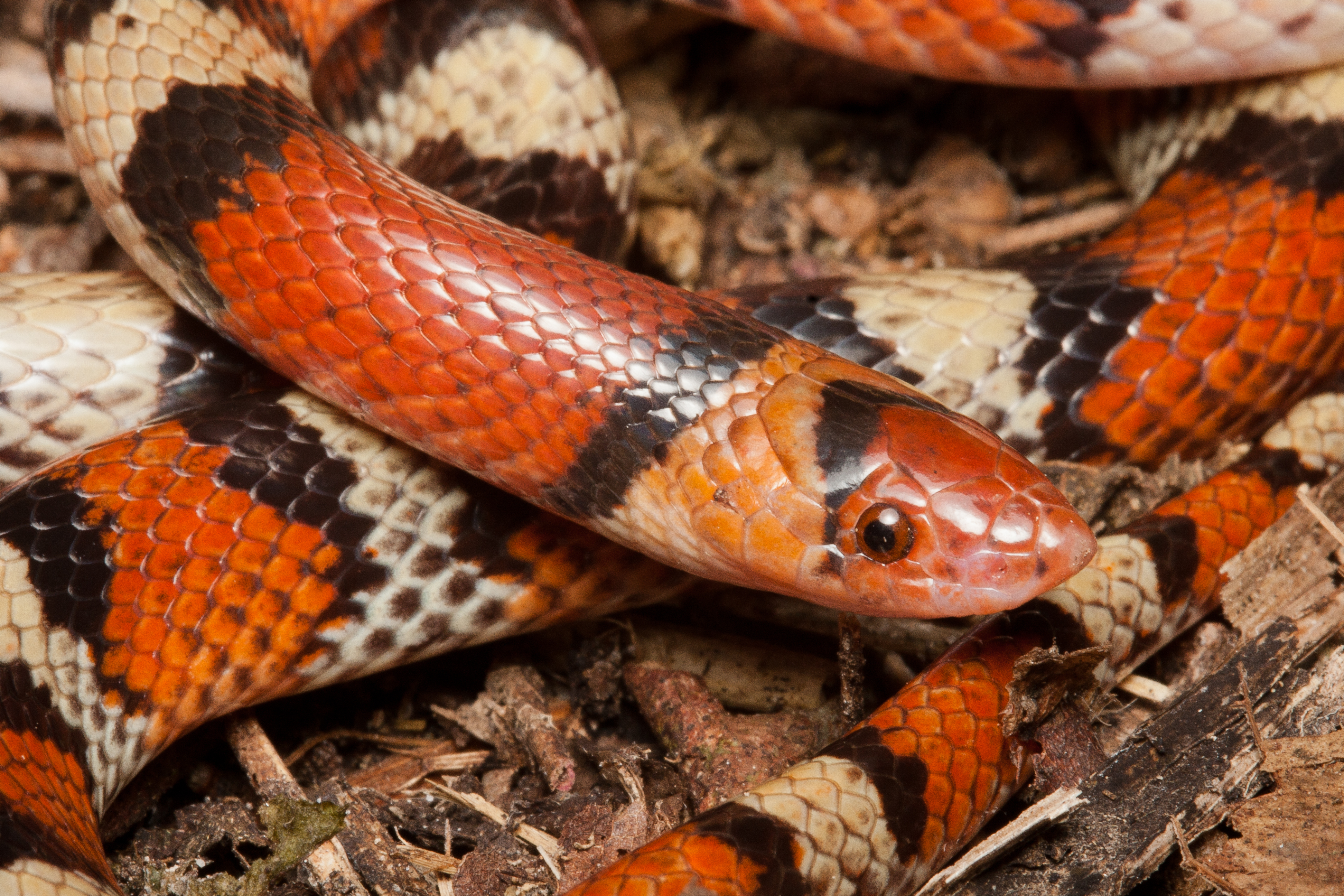 Florida Scarlet Snake (Cemophora coccinea coccinea)