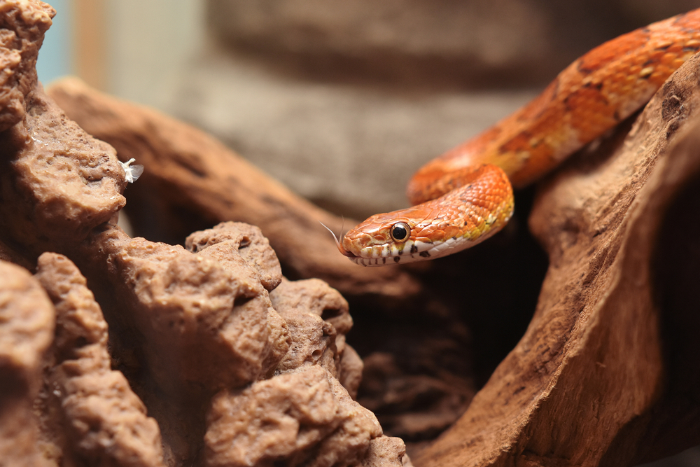 Corn Snake (Elaphe guttata guttata)