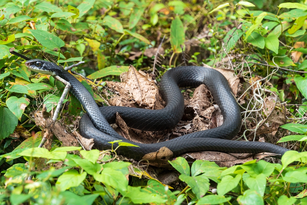 Southern Black Racer (Coluber constrictor priapus)