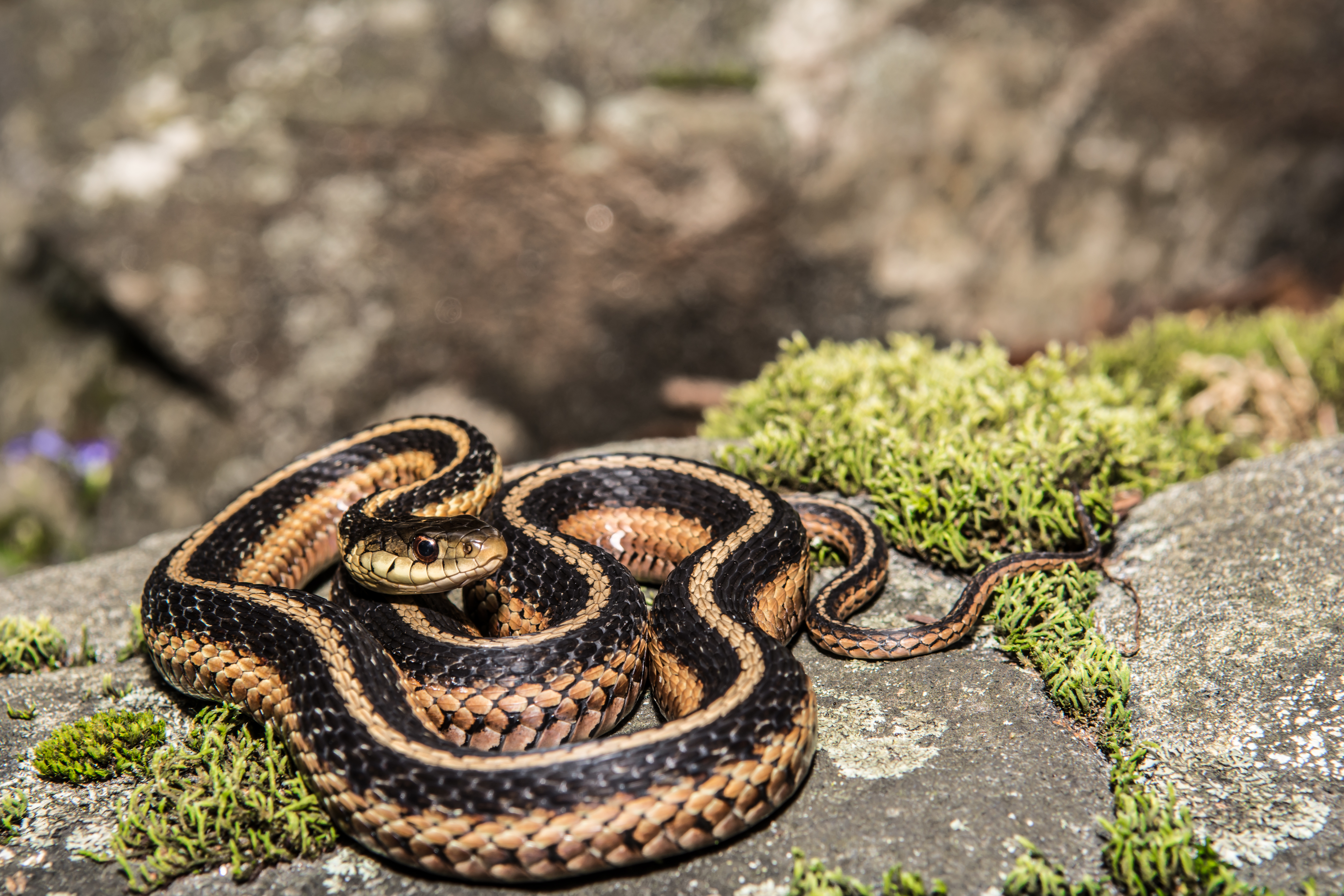 Eastern Garter Snake (Thamnophis sirtalis sirtalis)