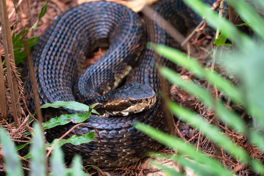 Florida Cottonmouth (Agkistrodon piscivorus conanti)