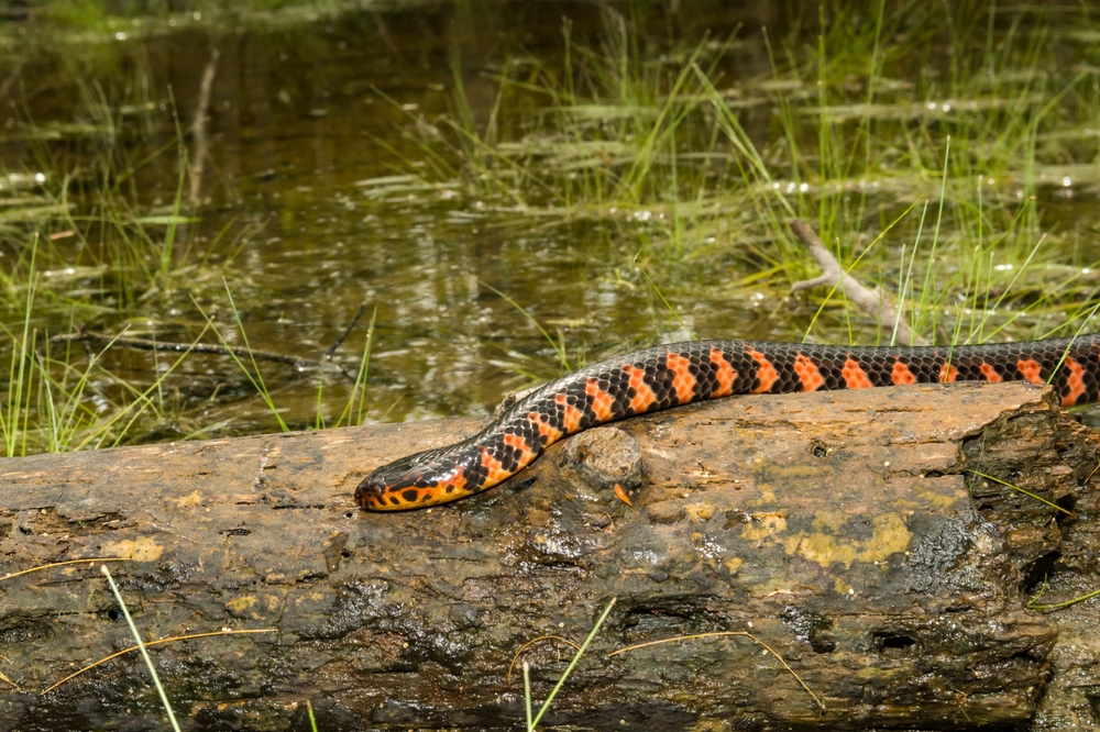 Eastern Mud Snake (Farancia abacura abacura)