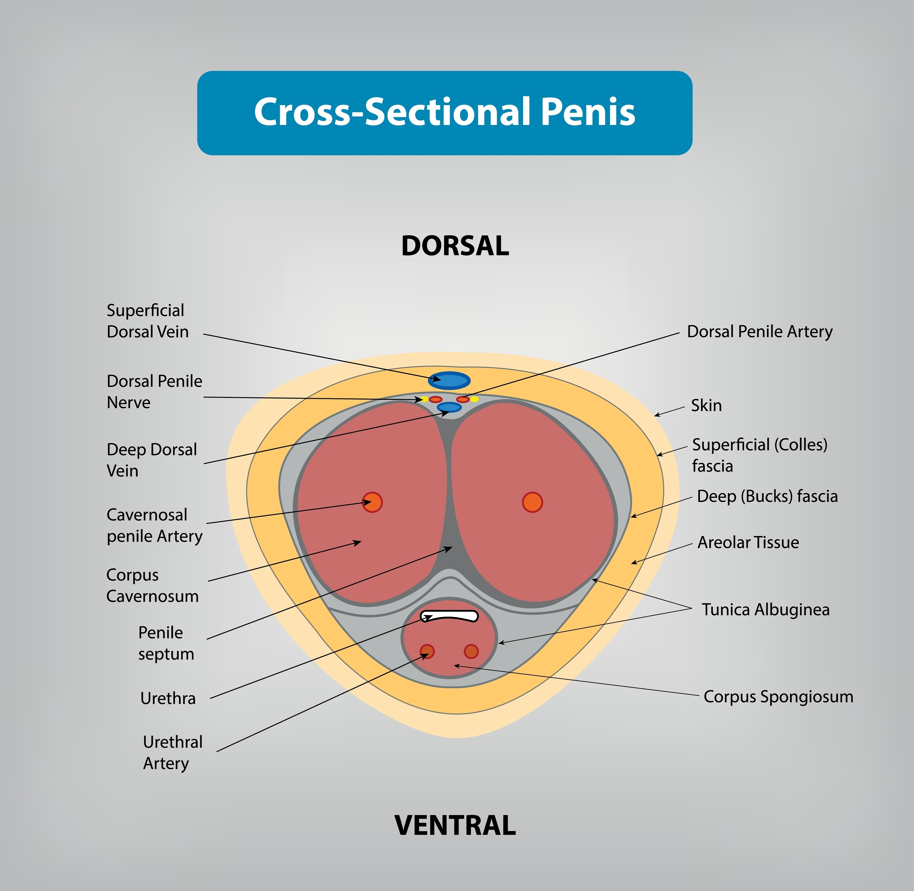 Cross section of a penis diagram