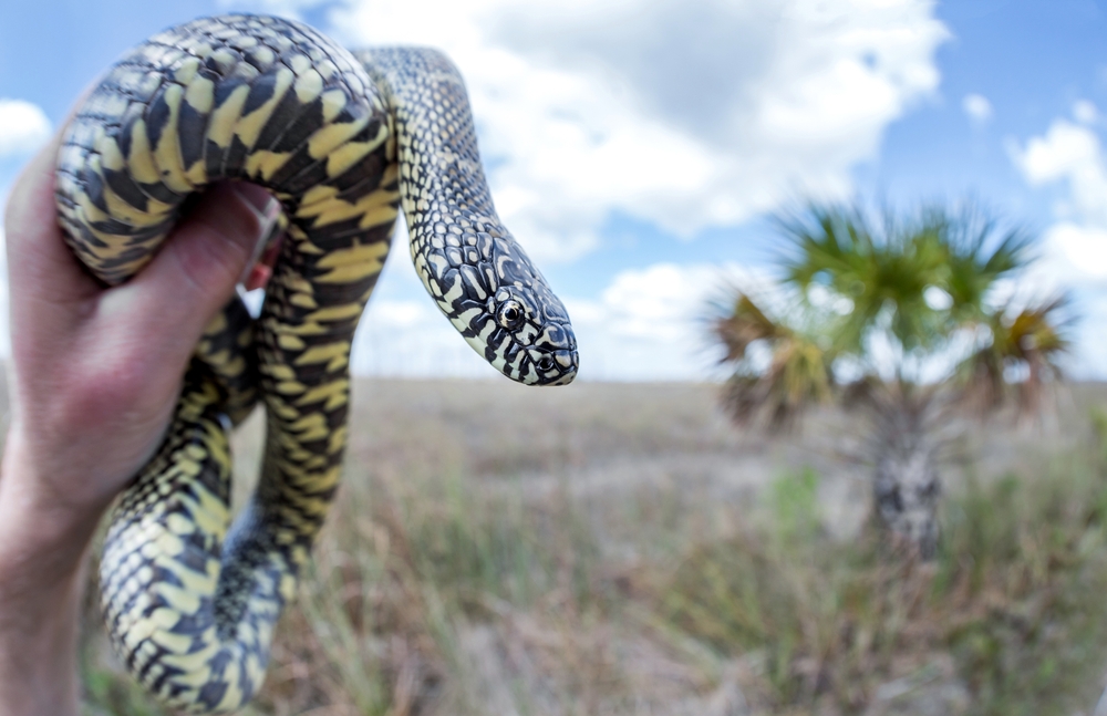 Florida Kingsnake (Lampropeltis getula floridana)