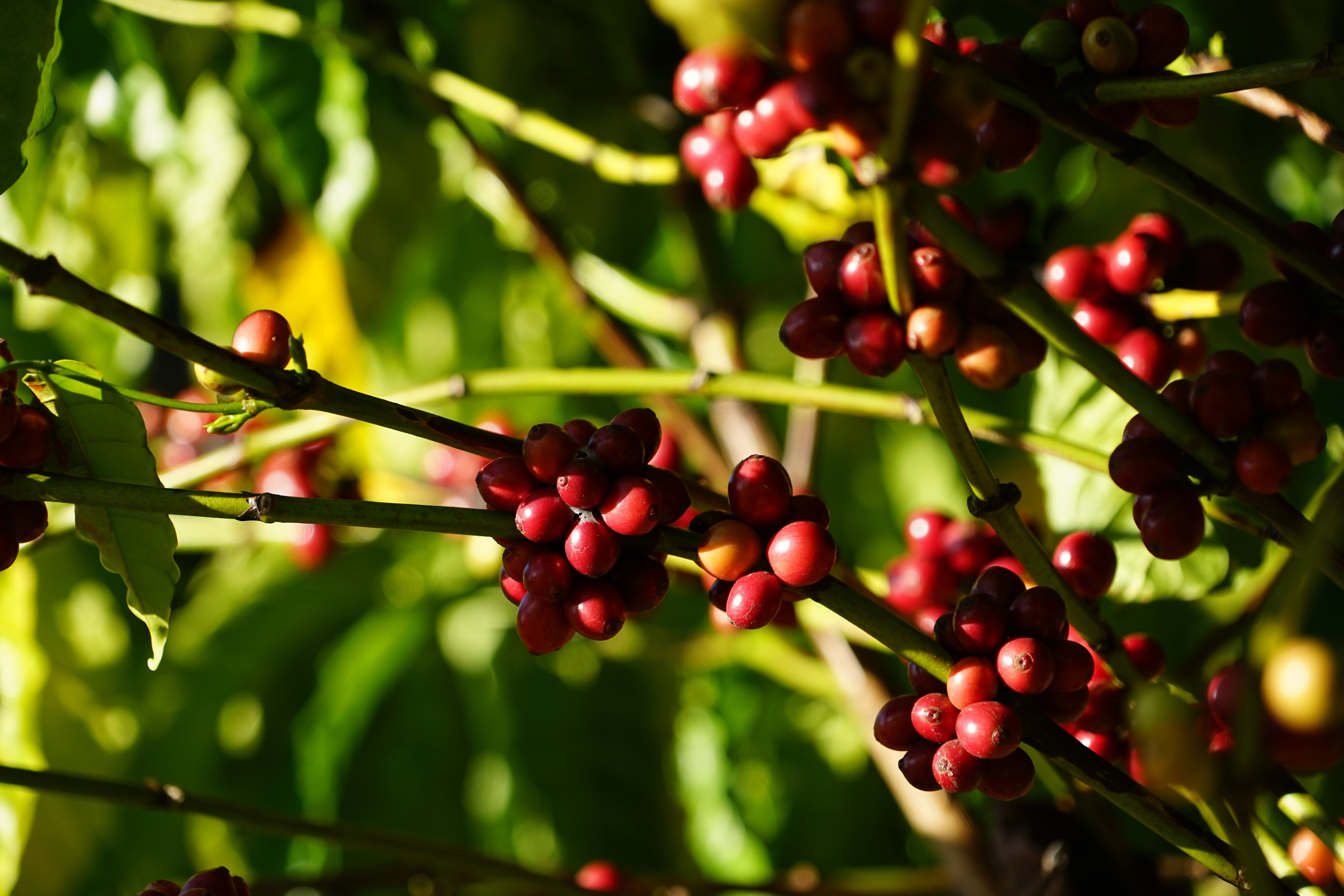 A close up photo of the small red berries on a coffee plant. The berries are bunched together on a green stem.  