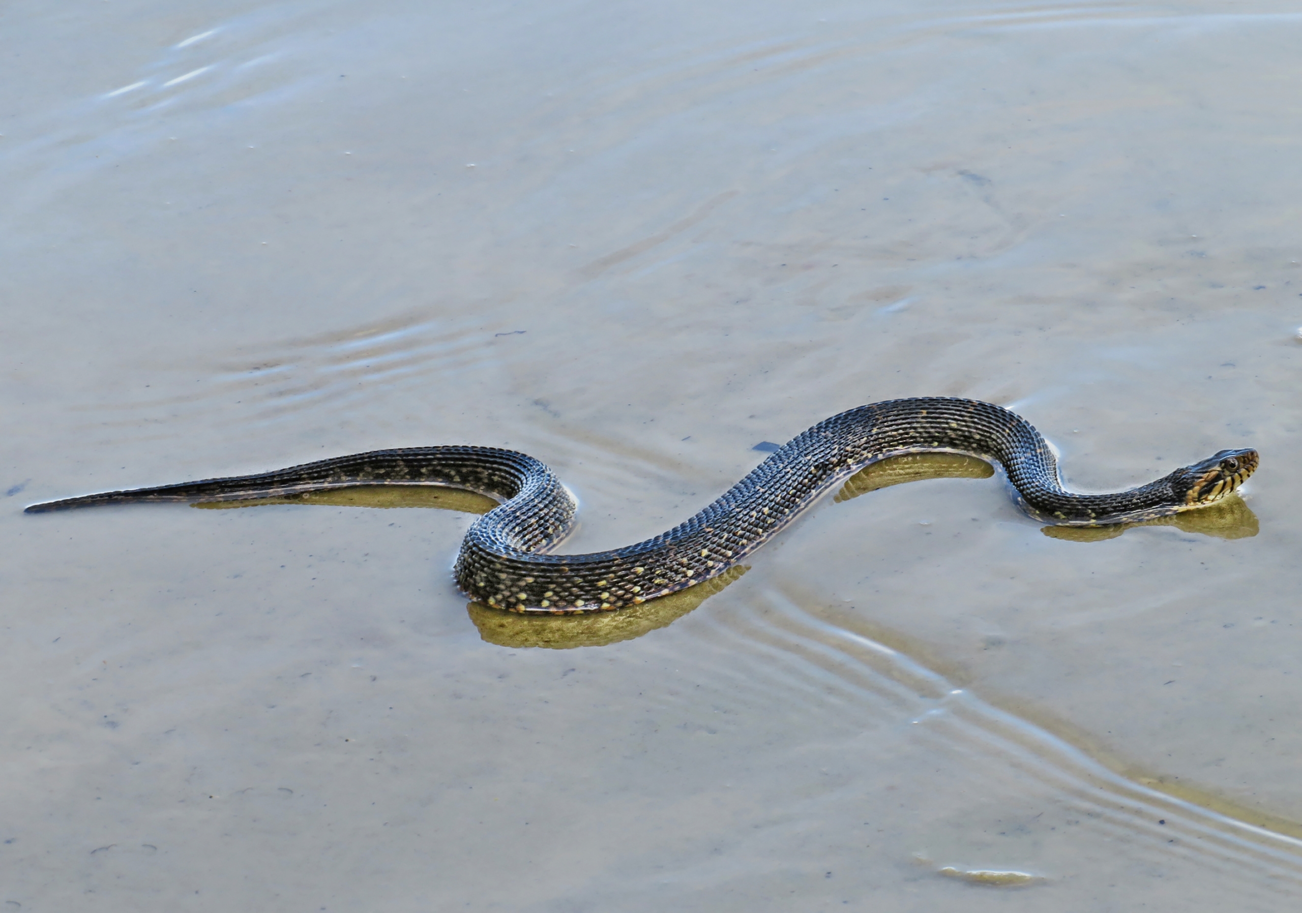 Florida Banded Water Snake (Nerodia fasciata pictiventris)