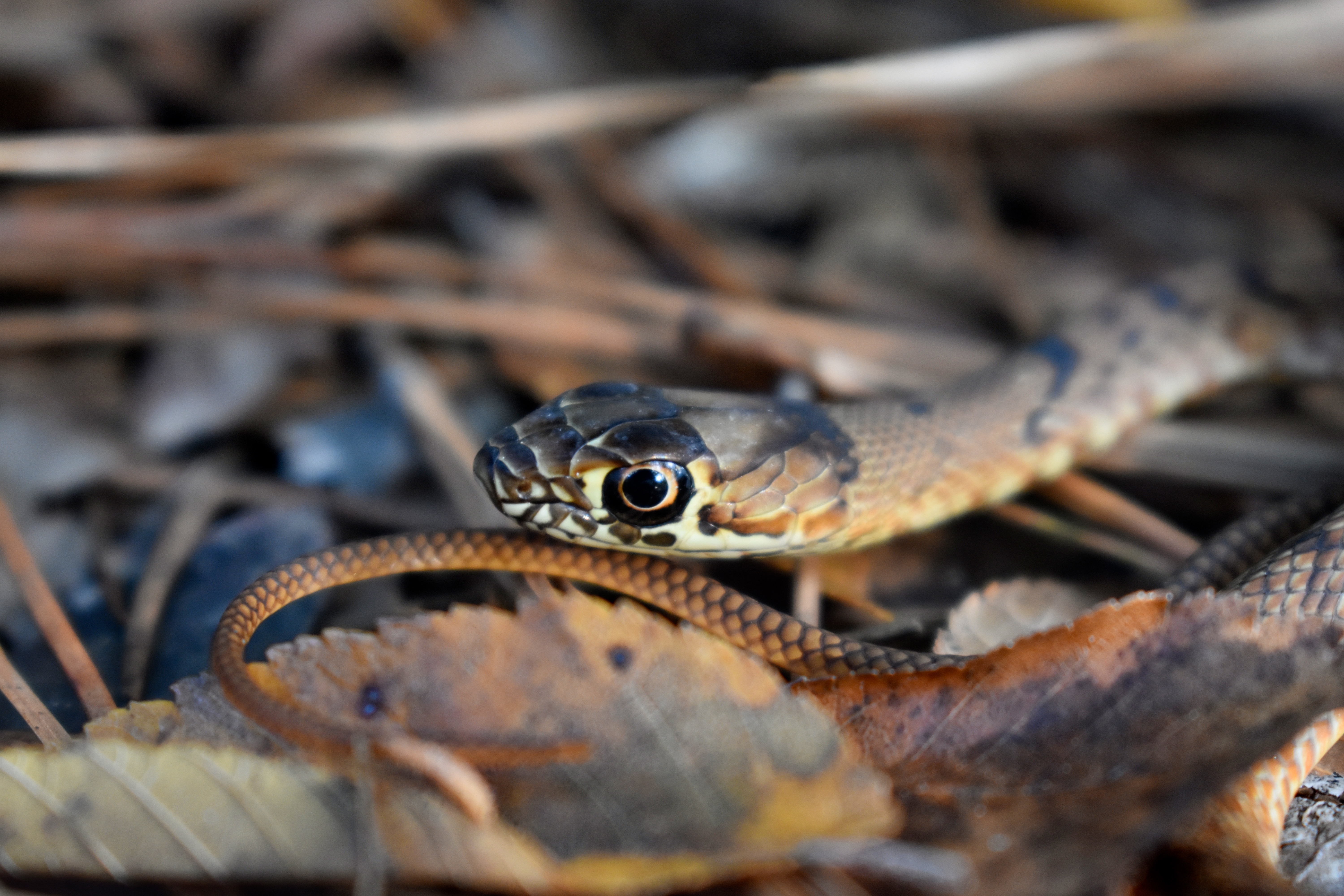 Eastern coachwhip (Masticophis flagellum)