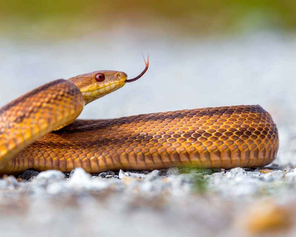 Yellow Rat Snake (Elaphe obsoleta quadrivittata)