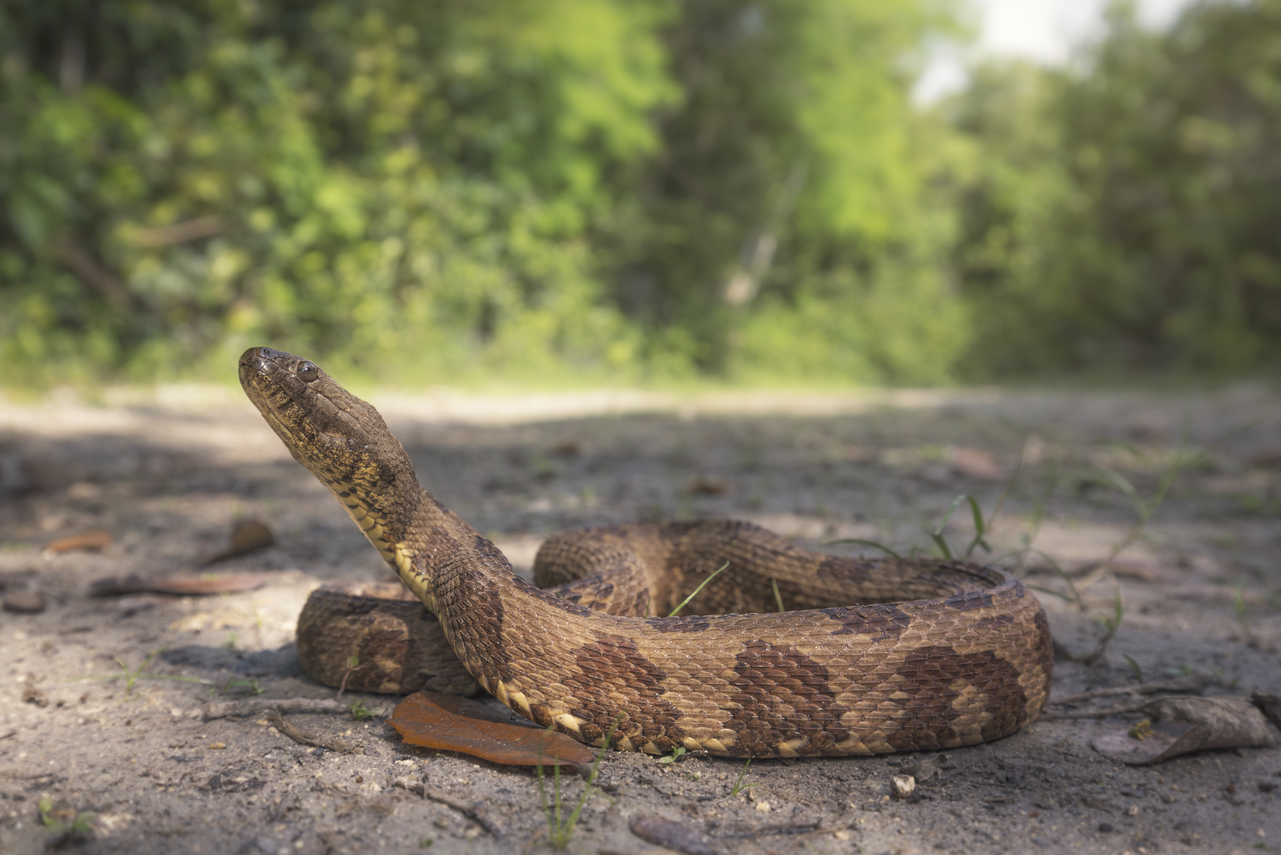 Brown Water Snake (Nerodia taxispilota)