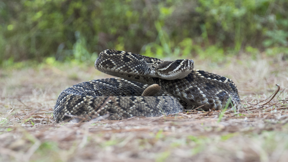 Eastern Diamondback Rattlesnake (Crotalus adamanteus)