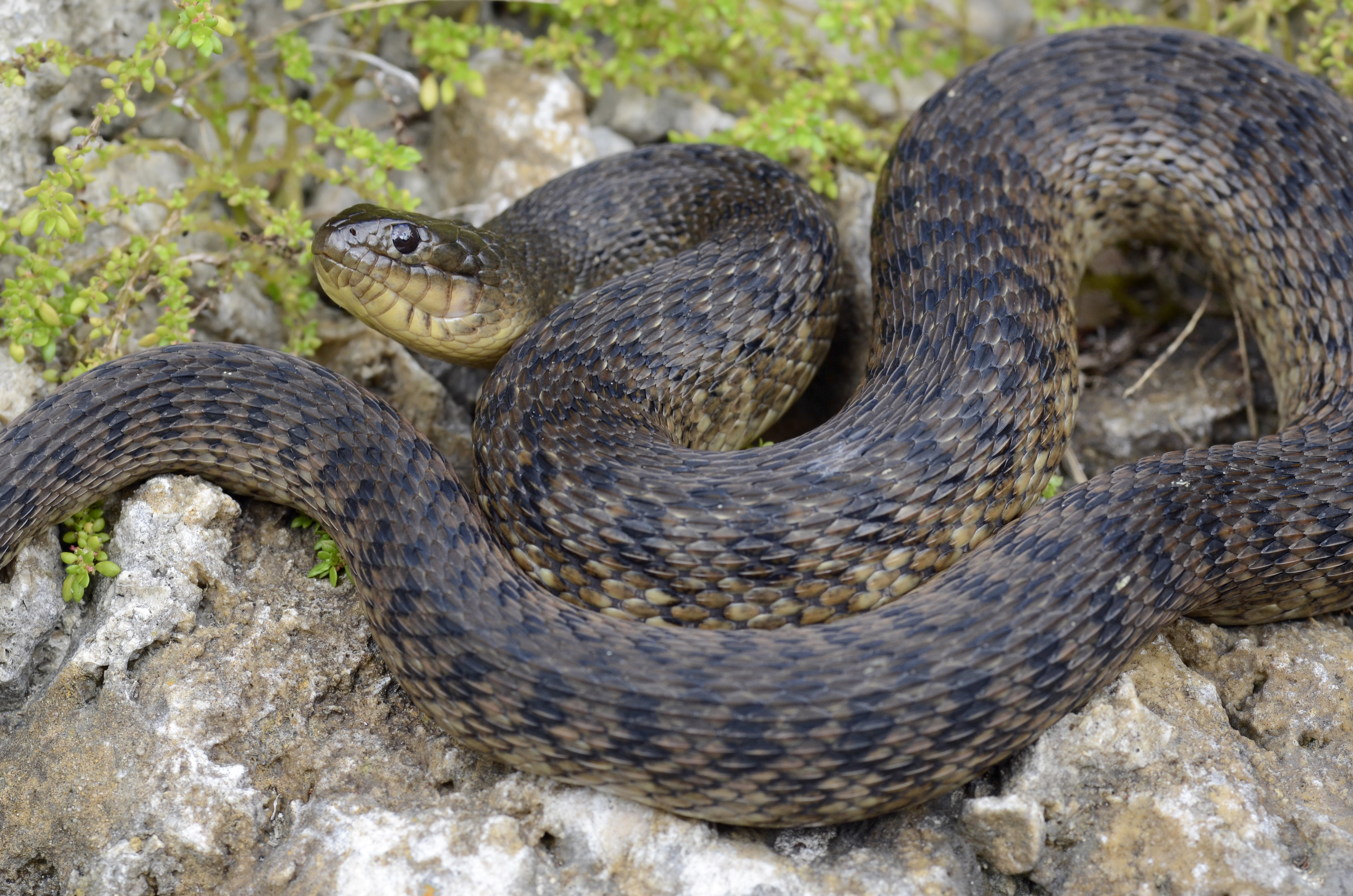 Florida Green Water Snake (Nerodia floridana)