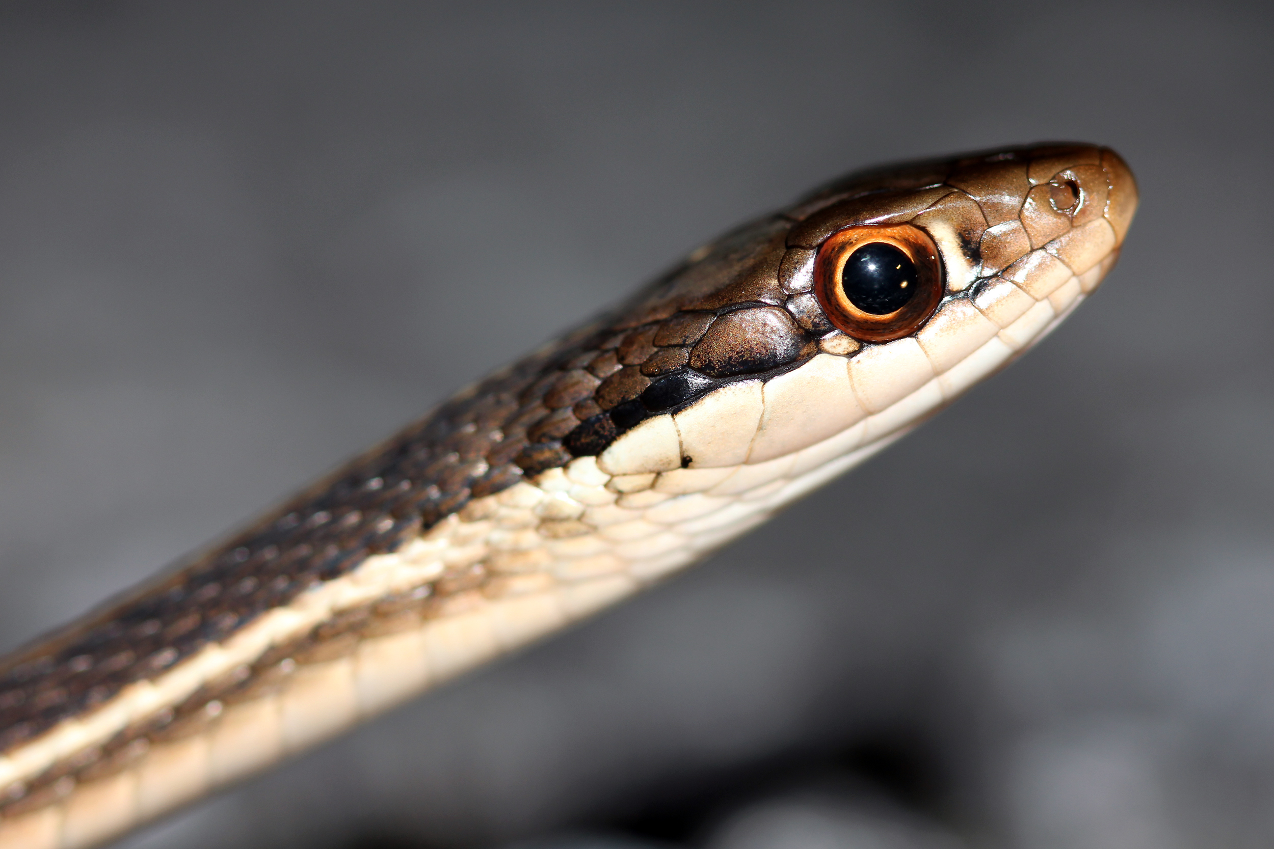 Peninsula Ribbon Snake (Thamnophis sauritus sackenii)