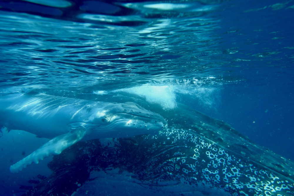 Humpback whale mother and calf on the New Caledonian breeding grounds.