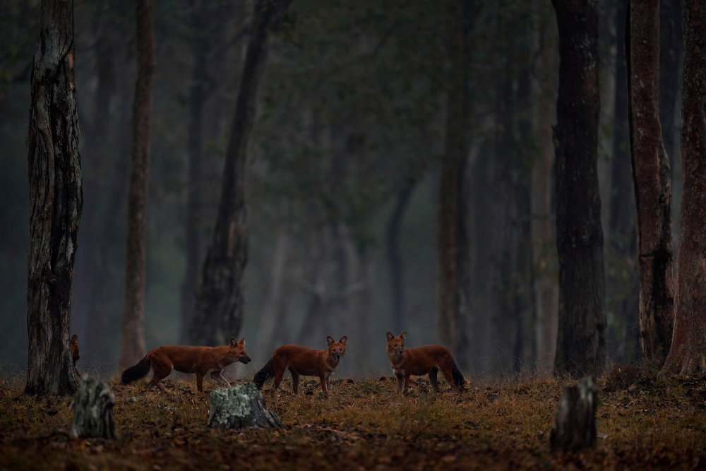 three dholes in a dark wood