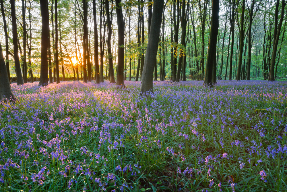 a bluebell wood, trees with lots of pretty bluebells on the floor