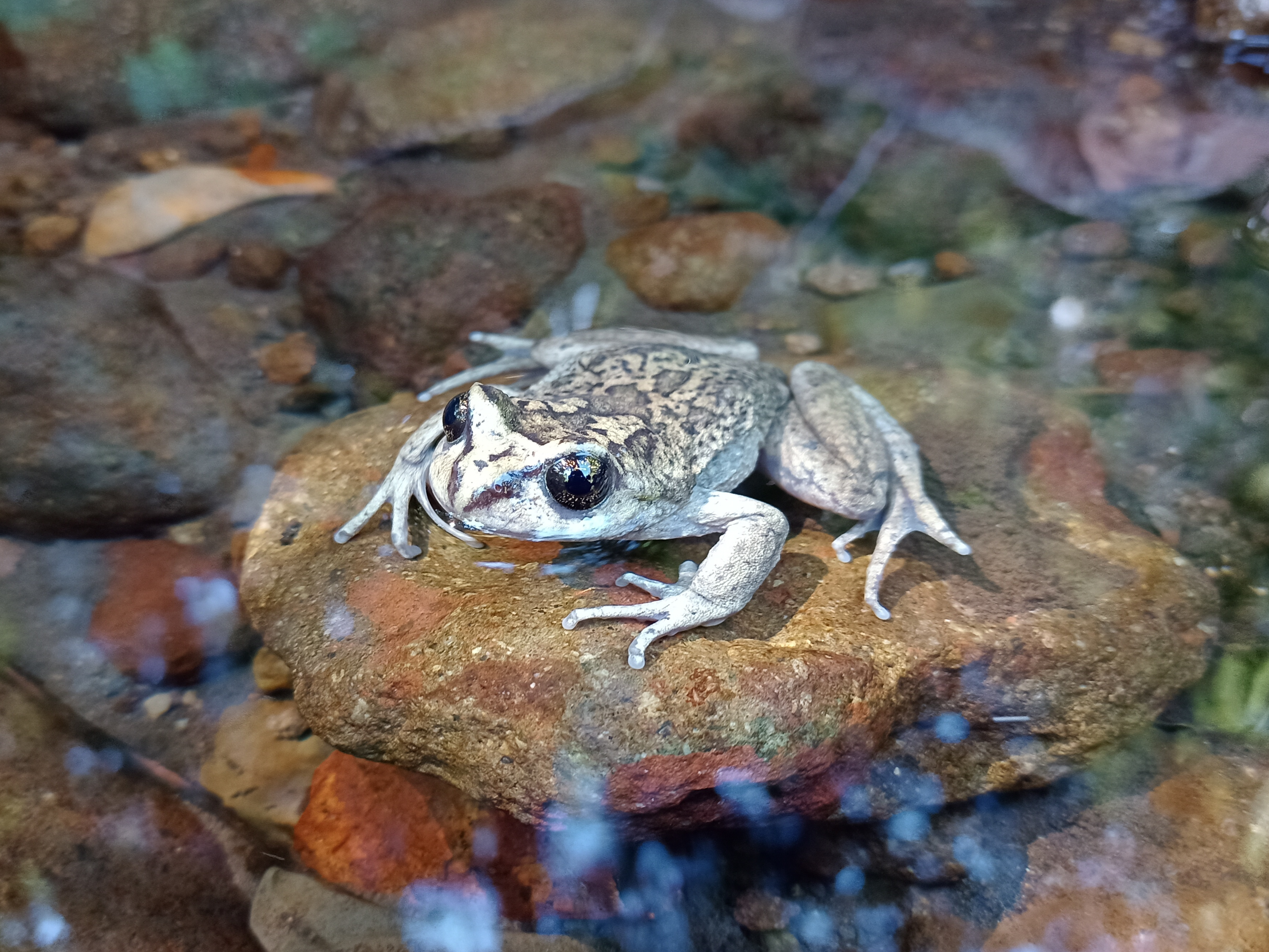 Alsodes vittatus - a grey and brown frog with pale libs sat on a rock just emerging out of the water.