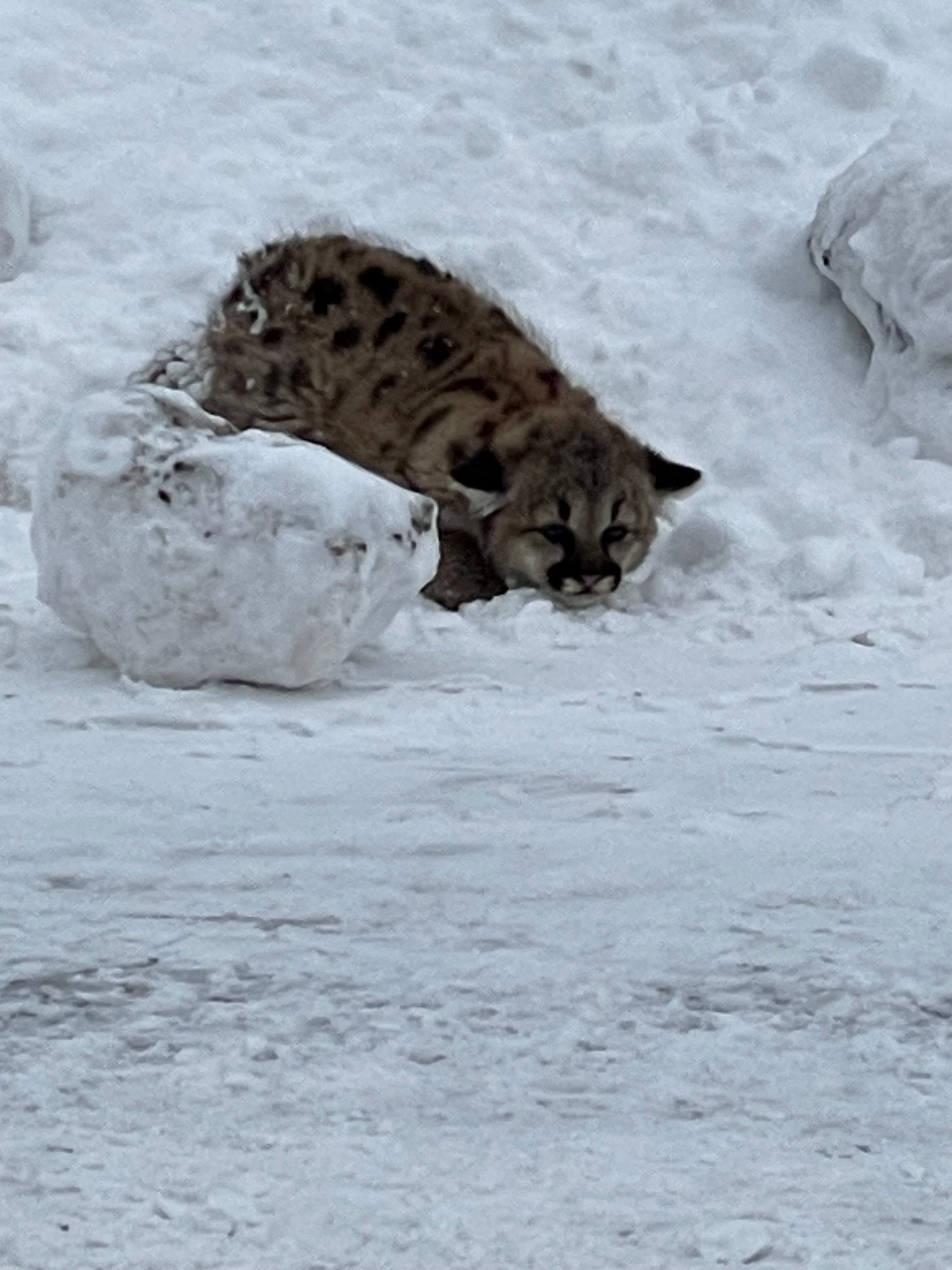 A cougar cub is crouched in the snow