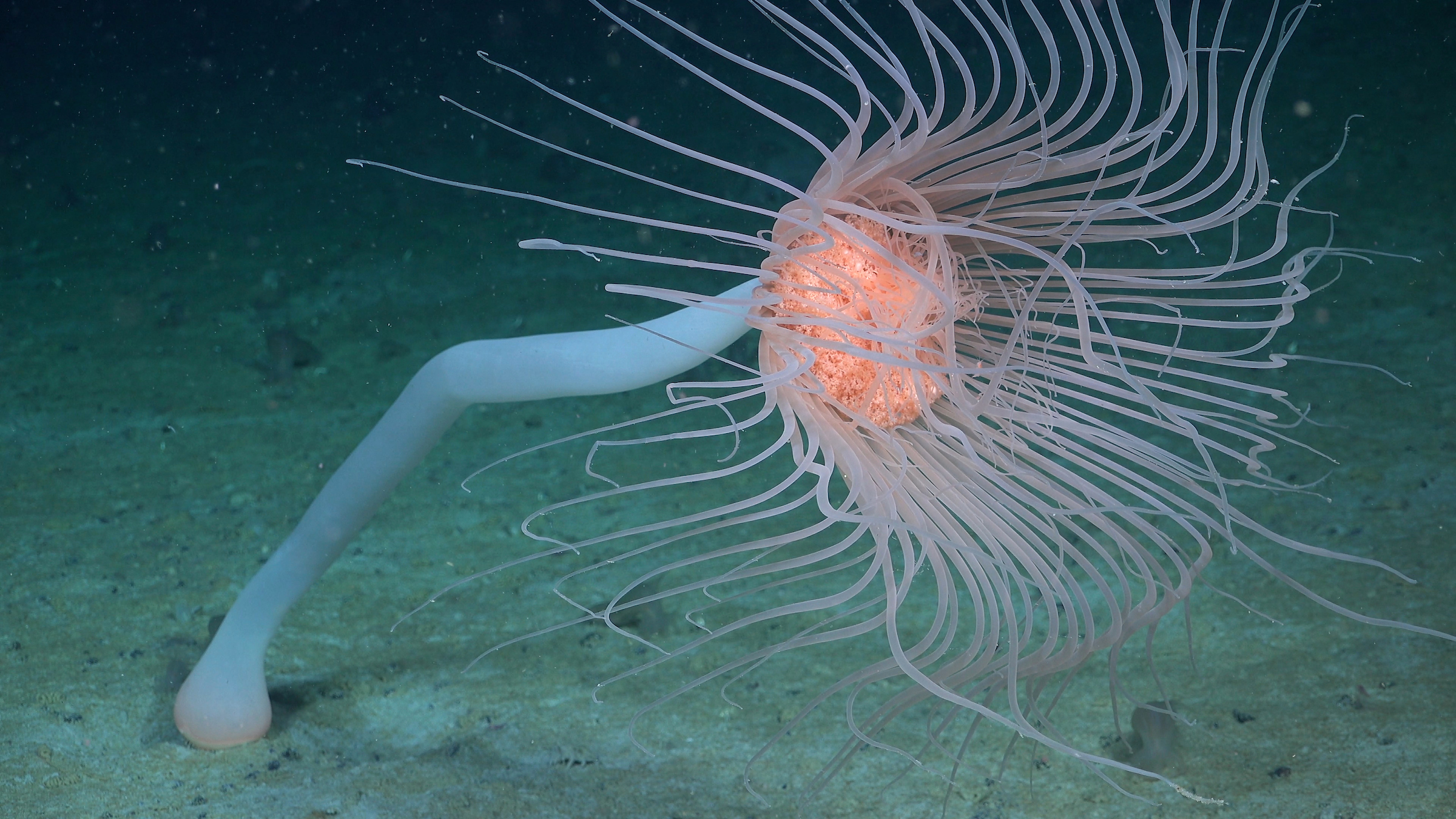 A solitary hydroid drifts in currents approximately 380 meters deep at an area of the seabed that was very recently covered by the George VI Ice Shelf.