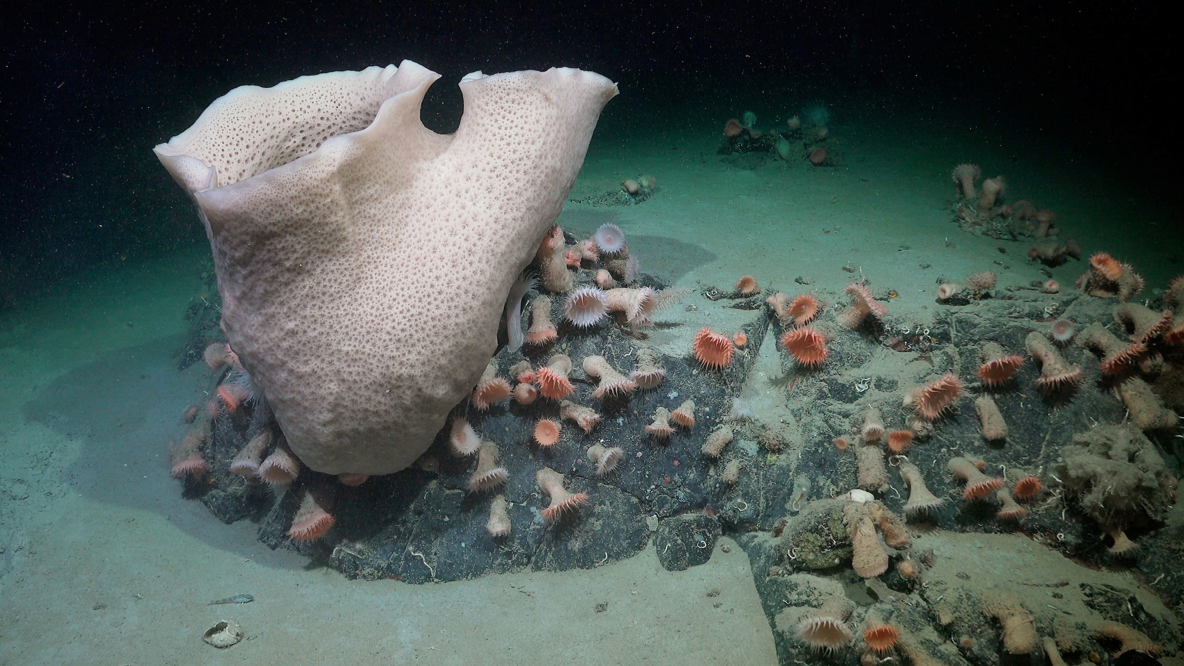 A large sponge, a cluster of anemones, and other life is seen nearly 230 meters deep at an area of the seabed that was very recently covered by the George VI Ice Shelf.