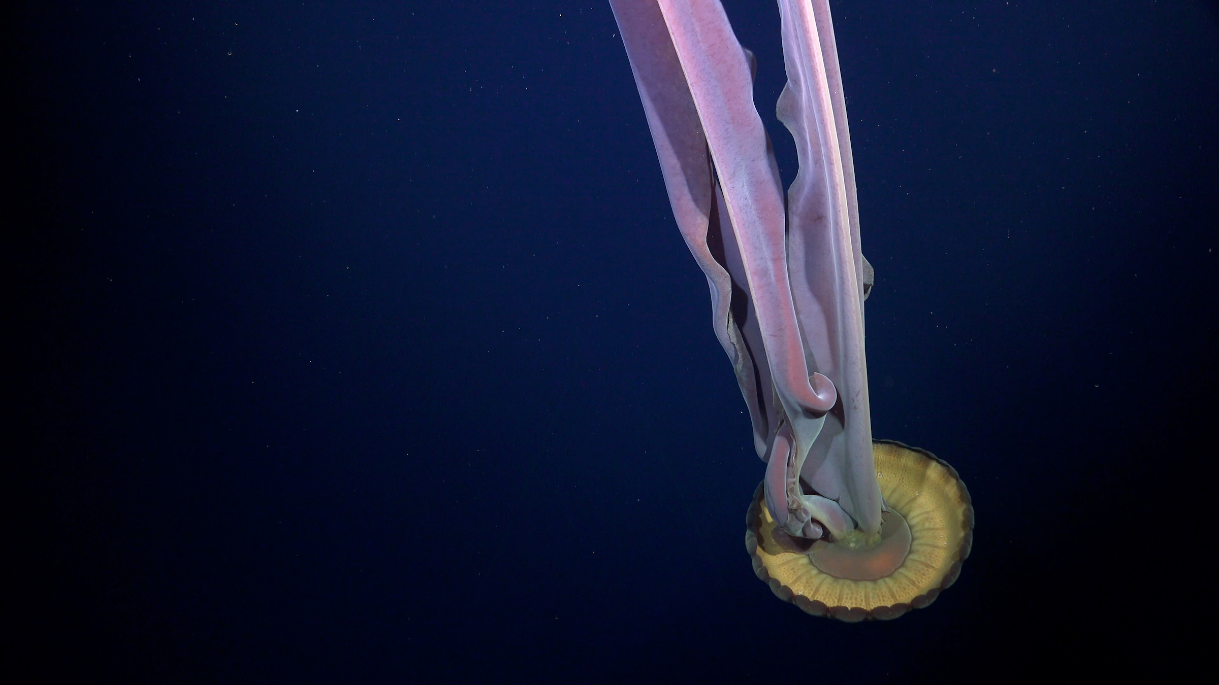 A giant phantom jelly is documented in the Bellingshausen Sea off Antarctica, at an area where the shelf break and slope are cut by several underwater gullies.