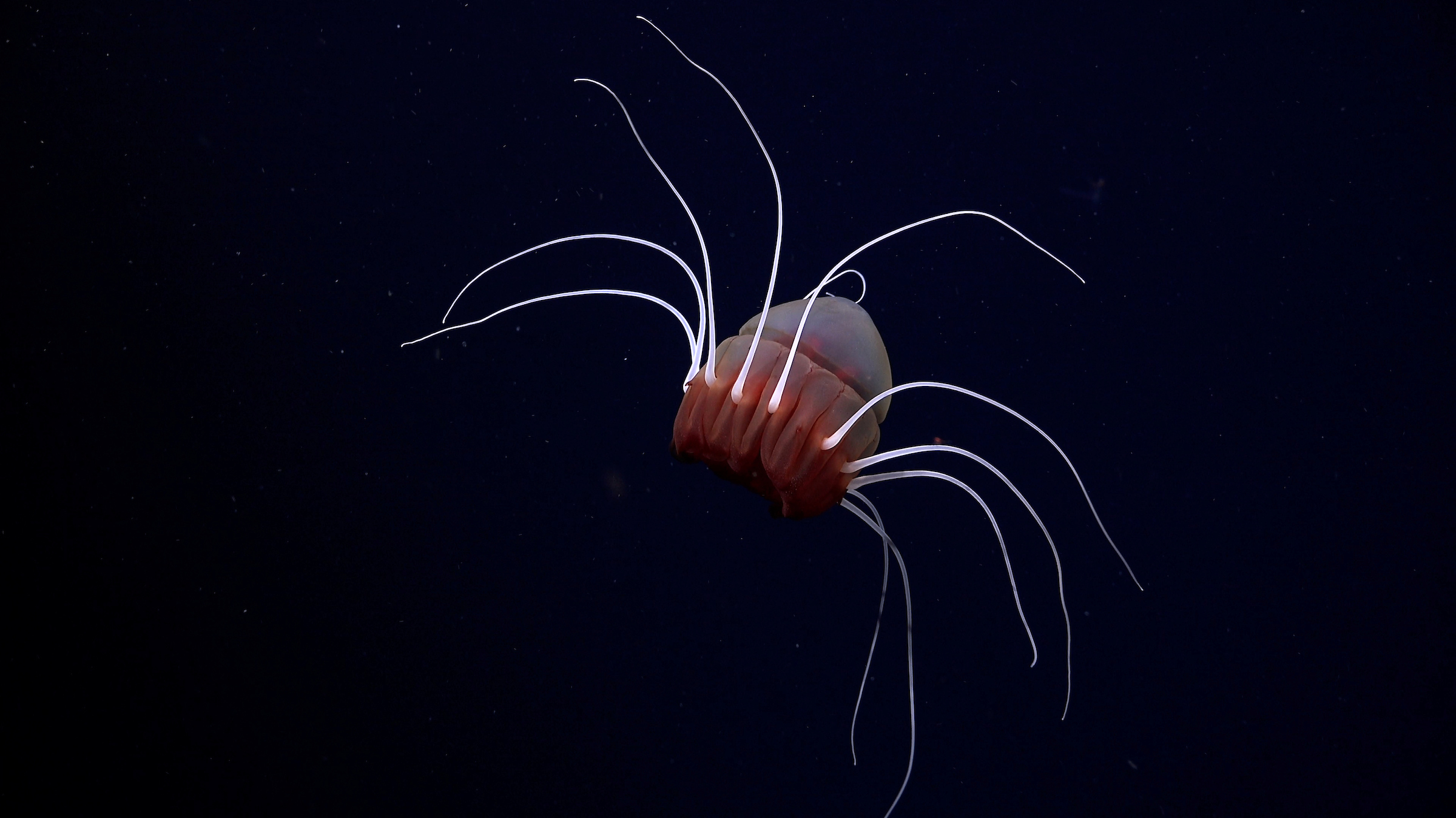 A Helmet Jellyfish in the Bellingshausen Sea off Antarctica.