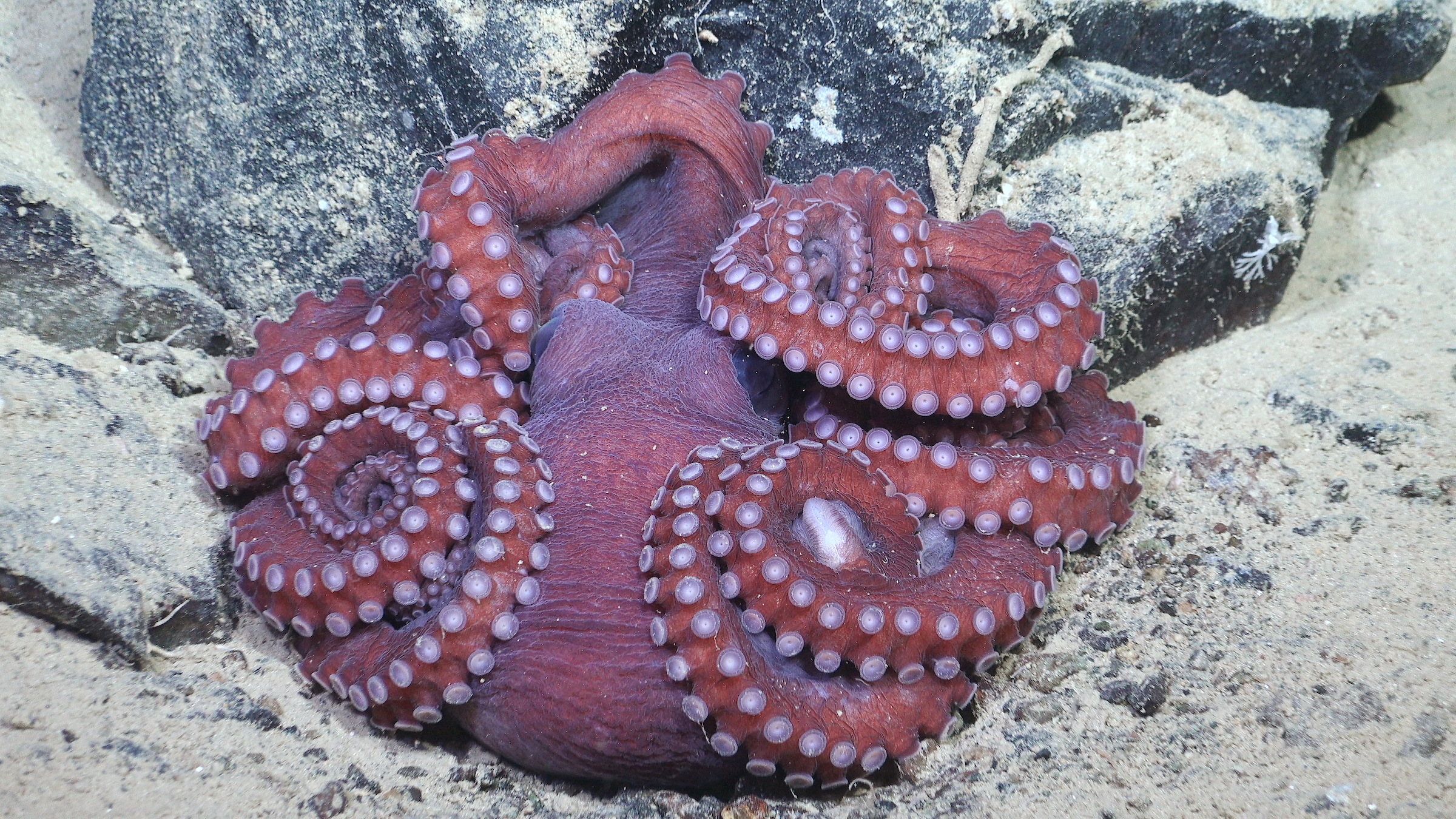 An octopus rests on the seafloor 1150 meters deep, in the Bellingshausen Sea off Antarctica, at an area where the shelf break and slope are cut by several underwater gullies.