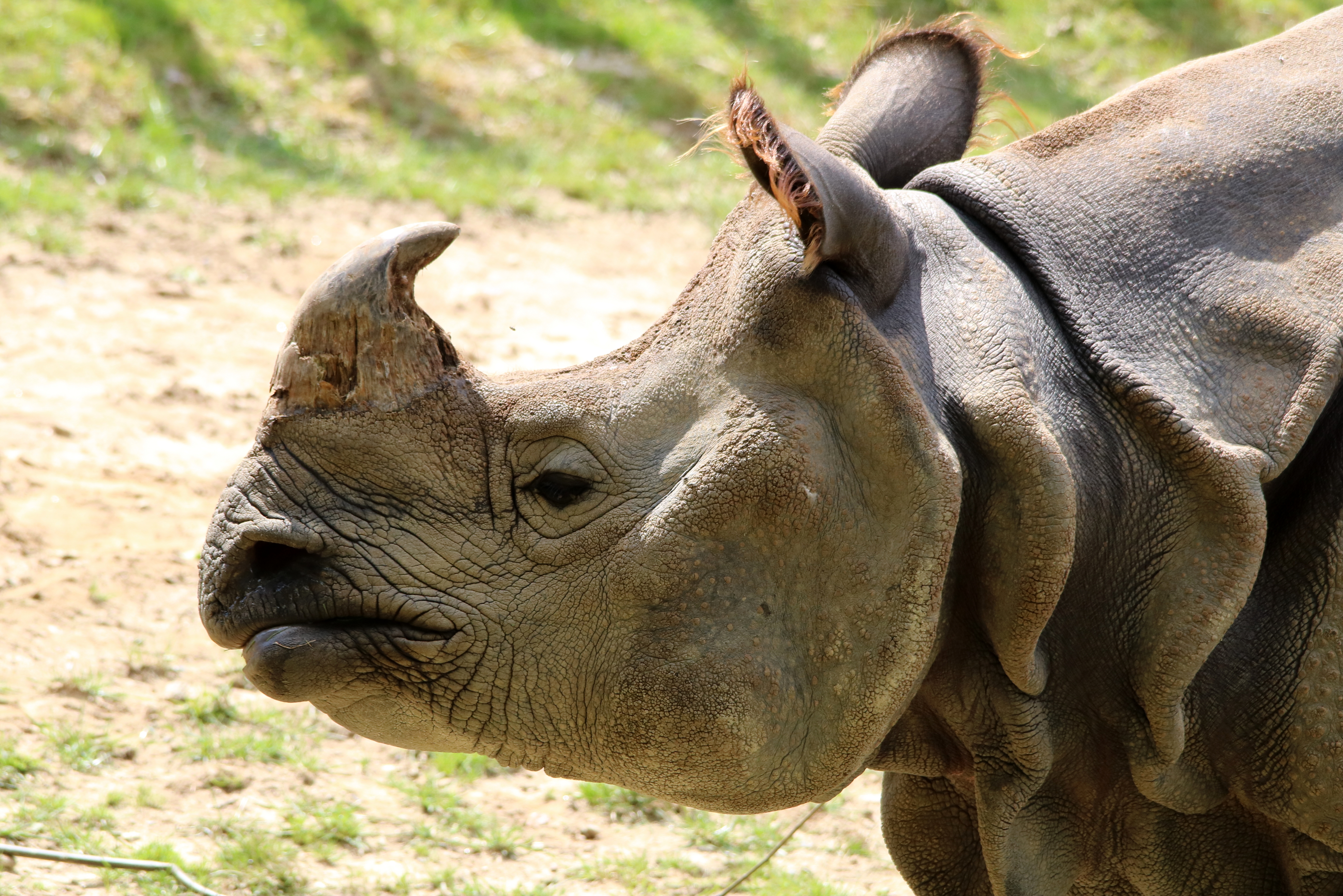 An Indian rhino with a large curved horn and folded skin. The animal is grey with large lips for eating tough grasses.