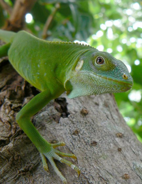 If you want to settle new lands, you'll need a female for the crossing like this B. fasciatus from the Lau Islands