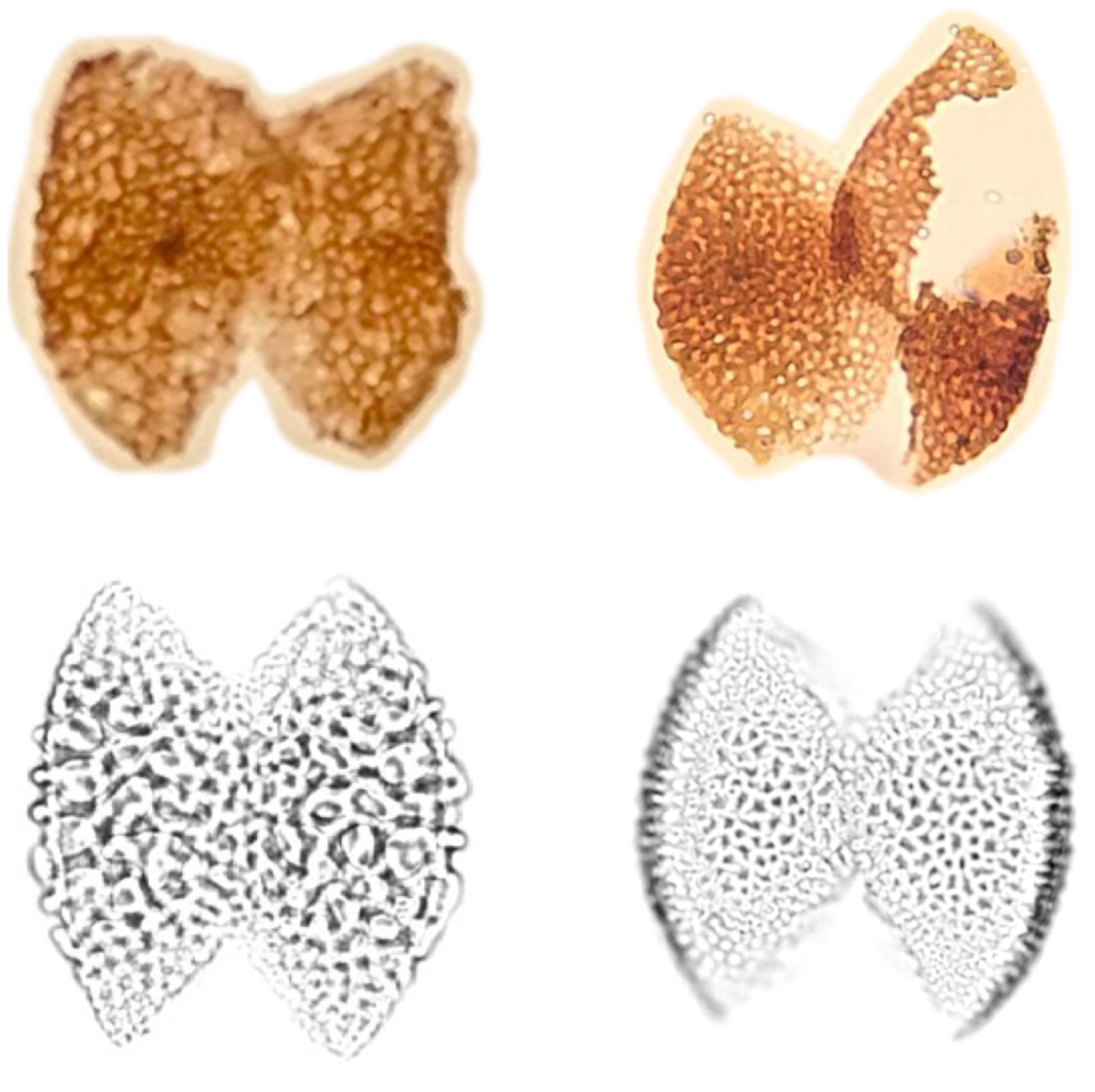 Fossil and modern-day rattan pollen. Fossil pollen of rattan palms (top row), with highly similar pollen of modern-day rattan palms (bottom row) for comparison. Top left: Dicolpopollis cenomanicus sp. nov. Morley & Bates (Cenomanian; 100.5 to 93.9 Ma). Top right: Dicolpopollis novaguineensis sp. Nov. Morley & Bates (Cenomanian and Turonian; 100.5 to 89.8 Ma). Bottom left: Pollen of the modern-day rattan palm Calamus deerratus. Bottom right: Pollen of the modern-day rattan palm Calamus formicarius. 