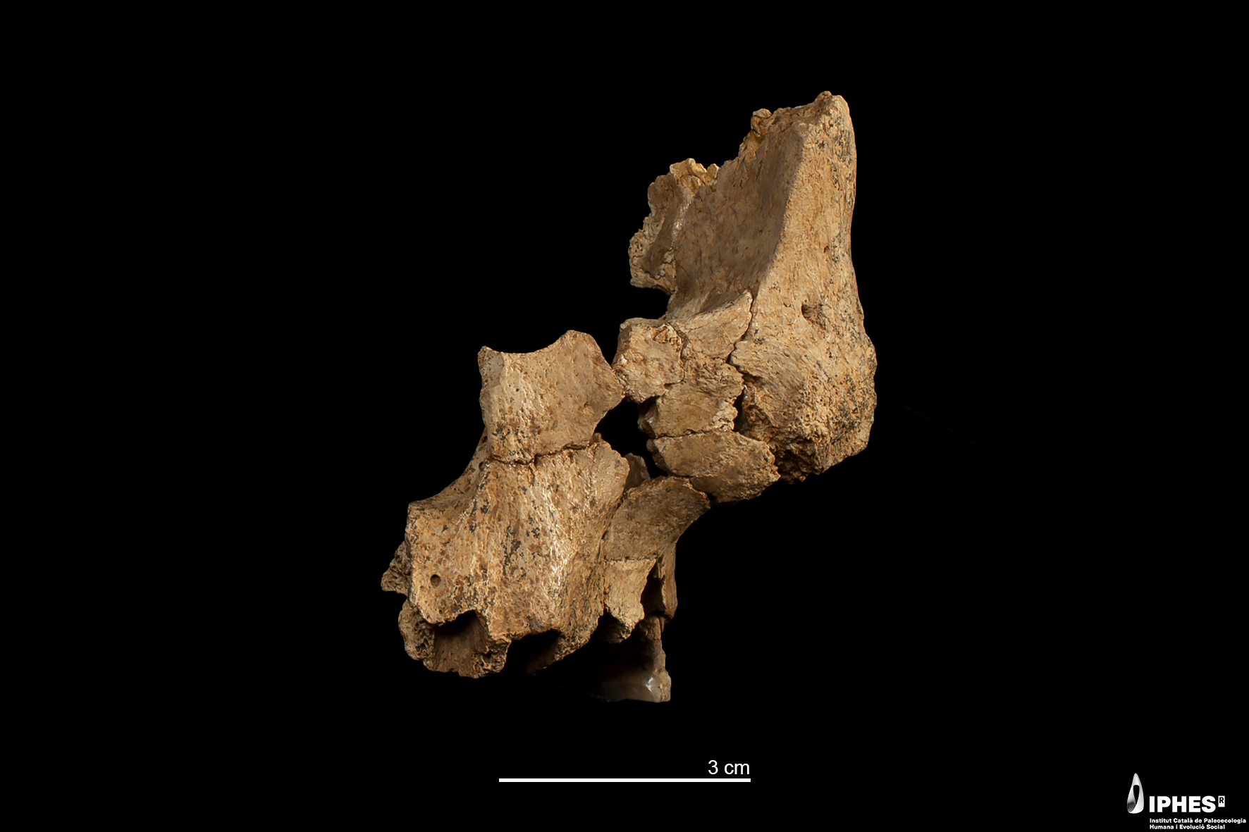 Facial bones of Homo aff. erectus