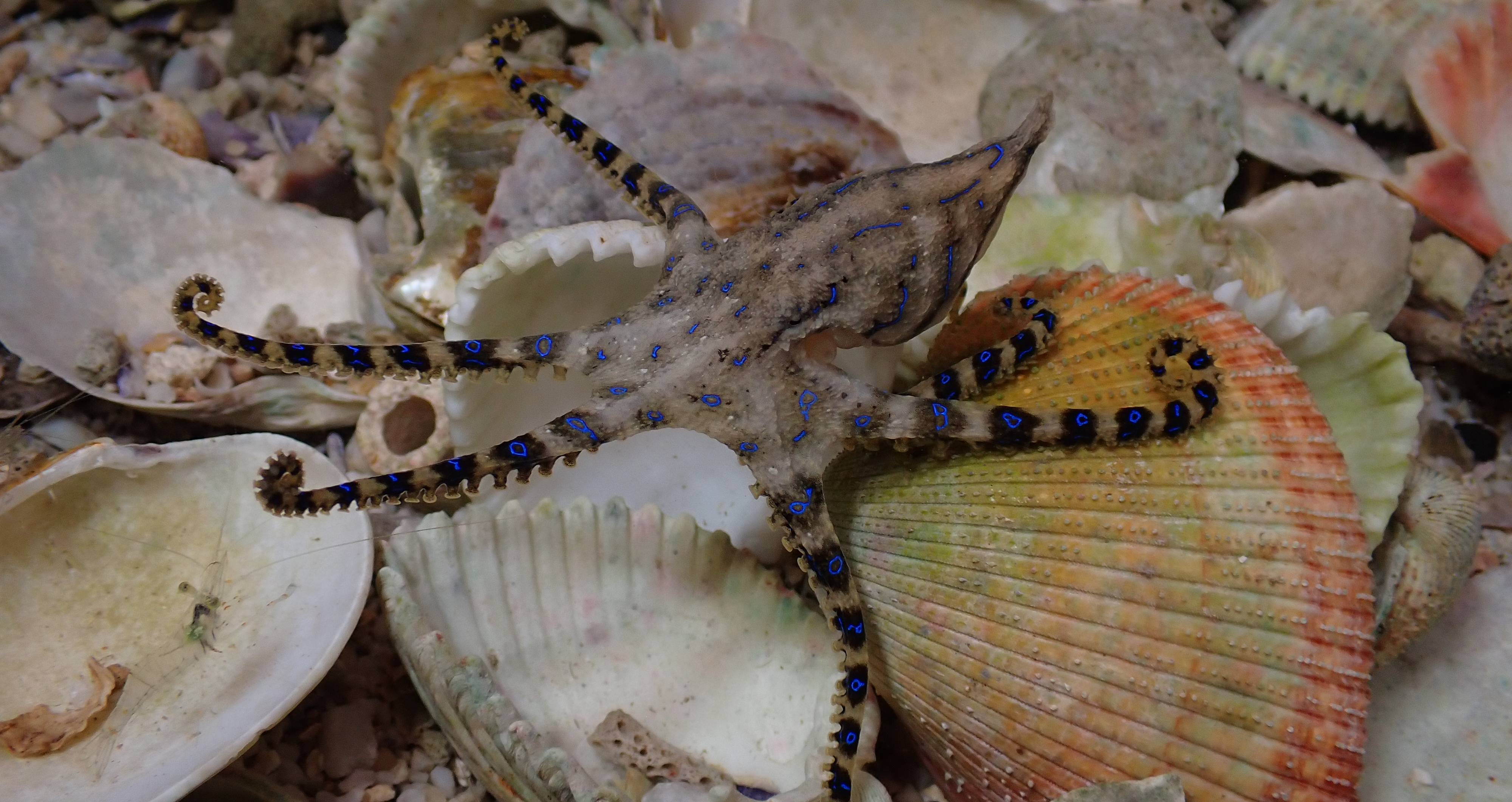 A more traditional view of a blue-lined octopus