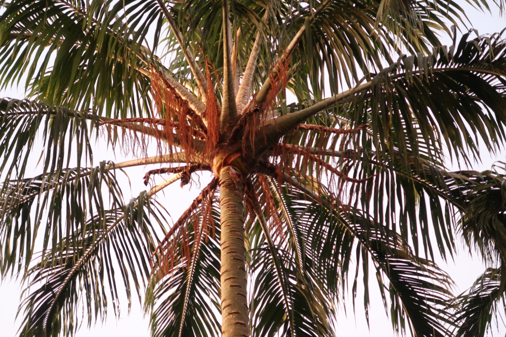 The rattan palm relative Pigafetta filaris.